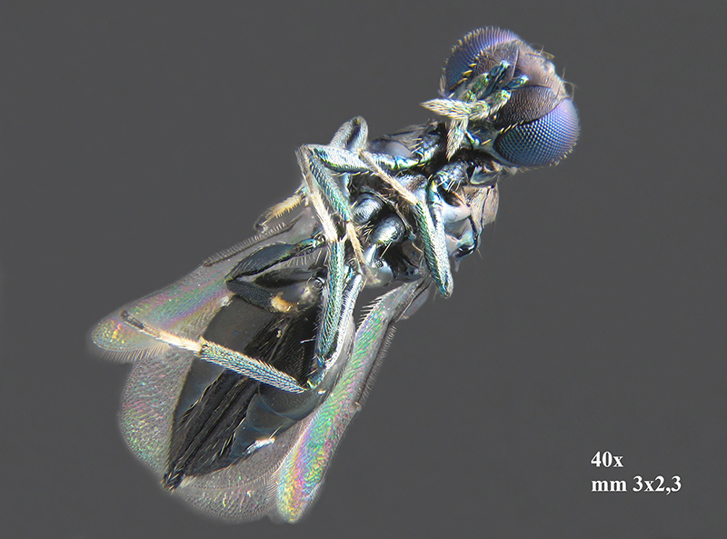 Lithocolletis (Phyllonorycter) platani con parassitoidi